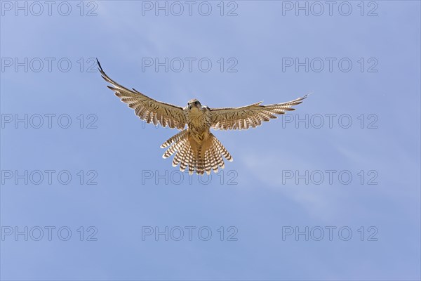 Saker falcon