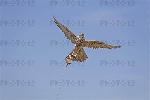 Saker falcon