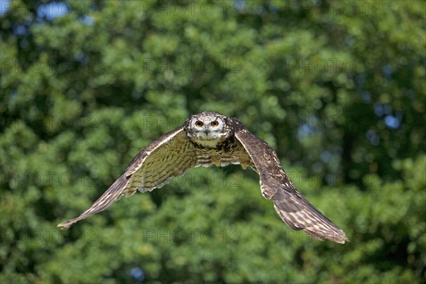 Cape Eagle Owl