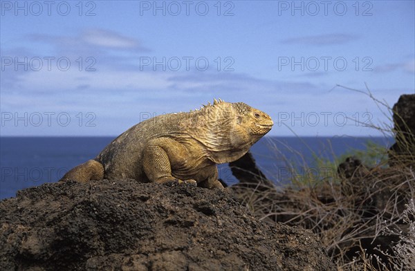 Galapagos Land Iguana