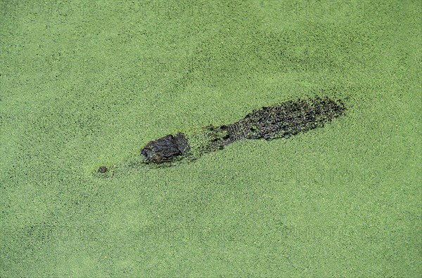 Australian Saltwater Crocodile