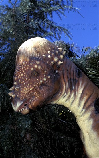 PACHYCEPHALOSAURUS