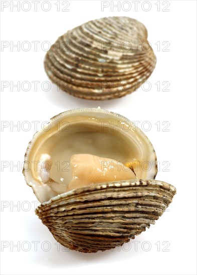 Shells