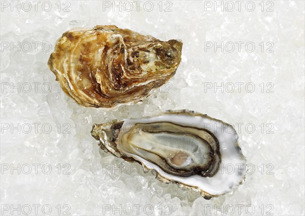 French Marennes d'Oleron oysters