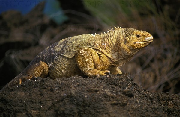 Galapagos Land Iguana