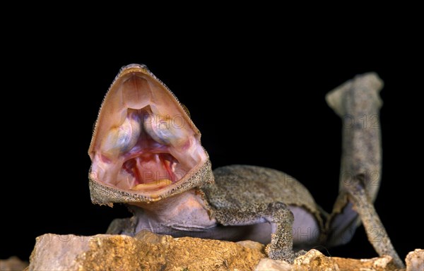 Leaf-Tailed Gecko