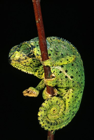 FLAP-NECKED CHAMELEON