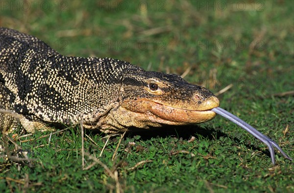 Water monitor