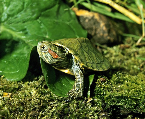 Red-eared shrimp