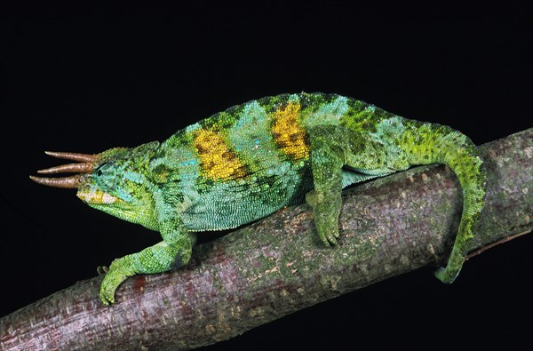 Jackson's Chameleon