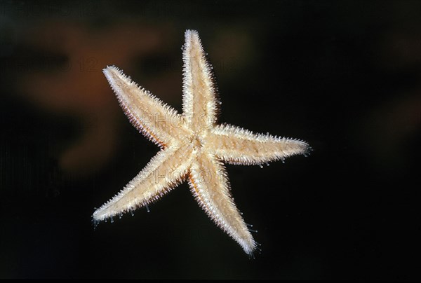 Common Starfish