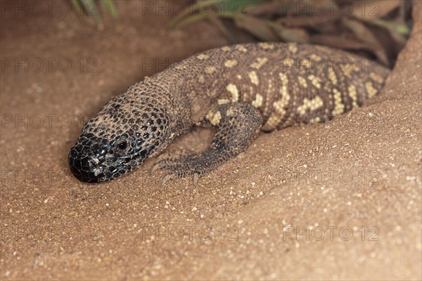 BEADED LIZARD