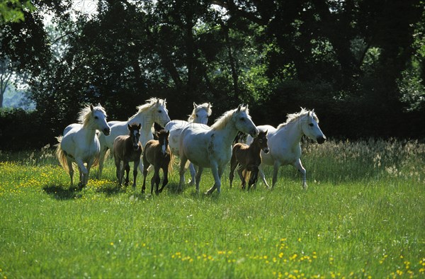 CAMARGUE HORSE