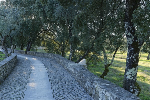 Holm Oak