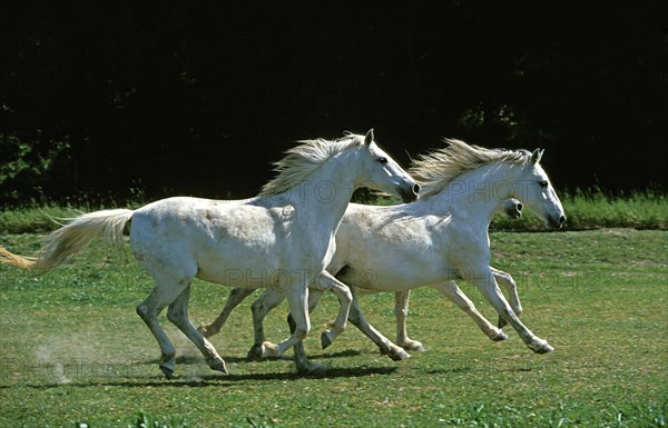 LIPIZZAN HORSE