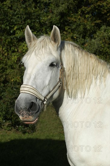 Percheron horse