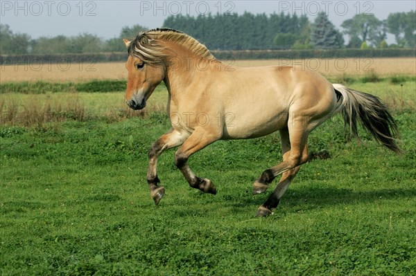 NORWEGIAN FJORD HORSE