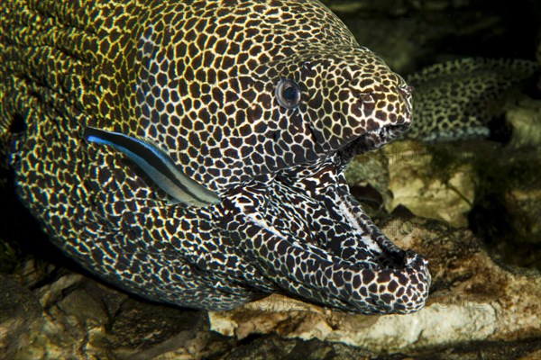 Honeycomb moray