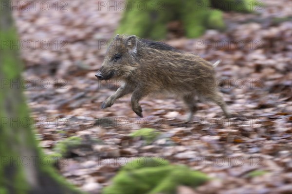 Wild Boar