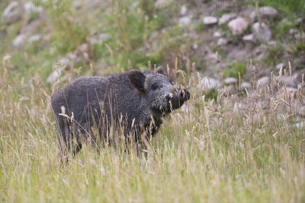 Wild Boar