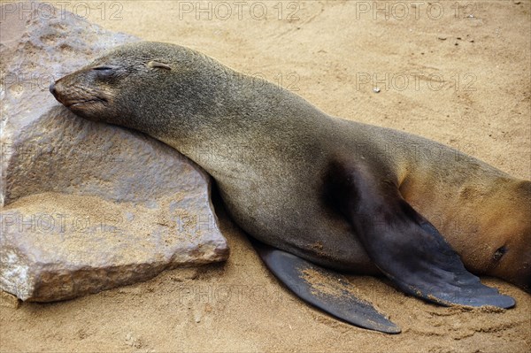 South African fur seal