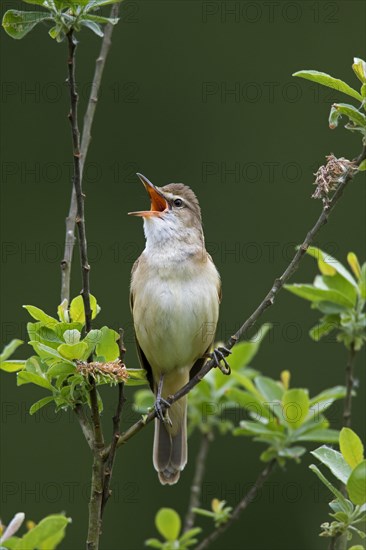 Great Reed Warbler