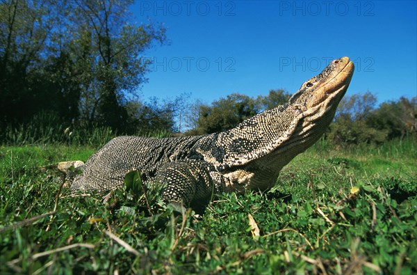 Water Monitor