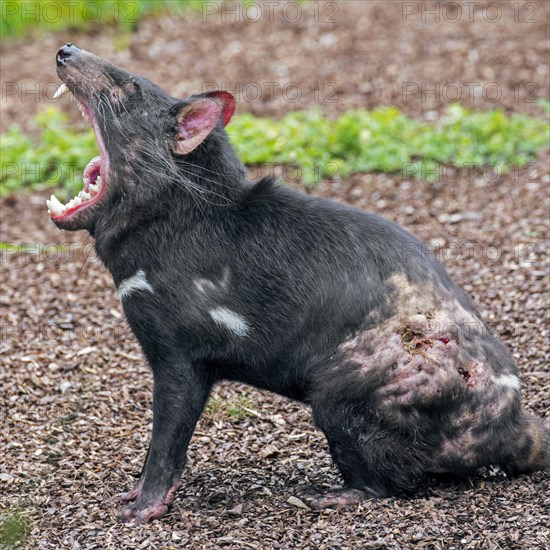 Wounded Tasmanian devil