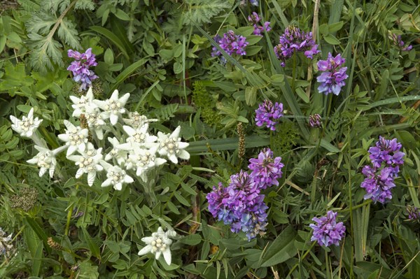 Alpine Edelweiss