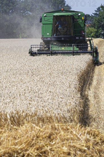 Wheat harvest with combine harvester