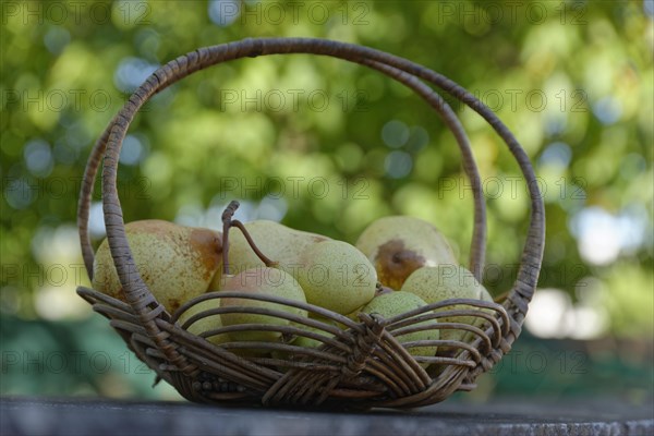 European Pear