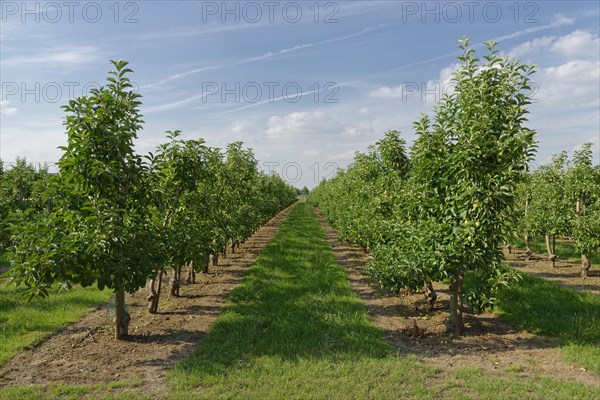 Apple tree plantation
