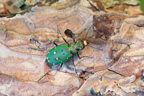 Field Sand Beetle