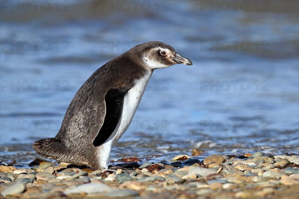 Magellanic Penguin