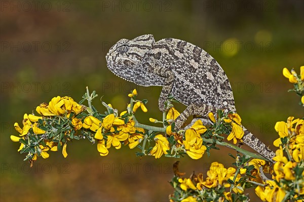 Mediterranean chameleon