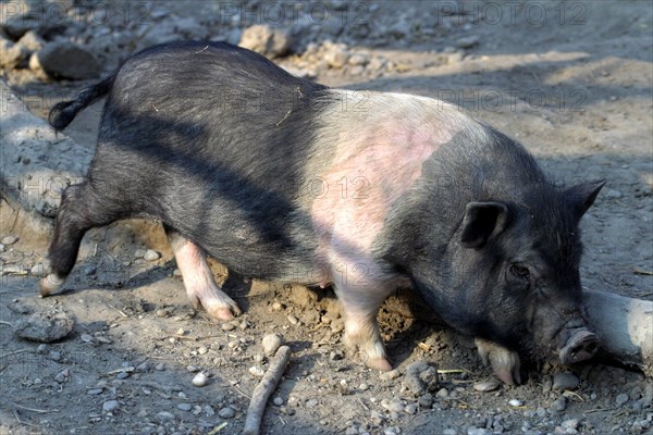 Pot-bellied Pig