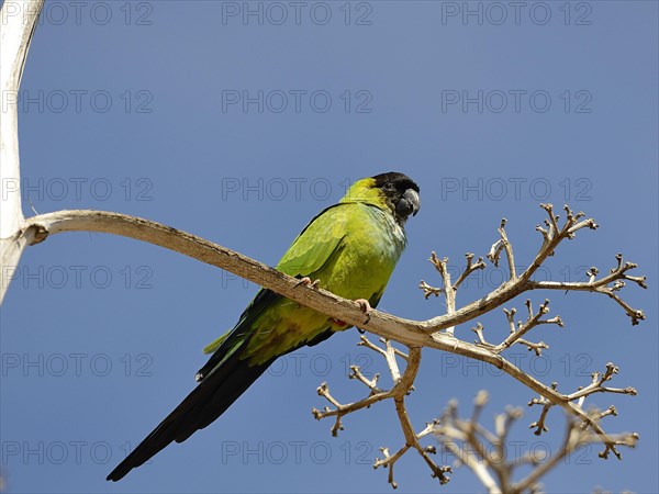 Nanday Conure