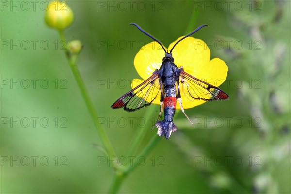 Small willow glasswing