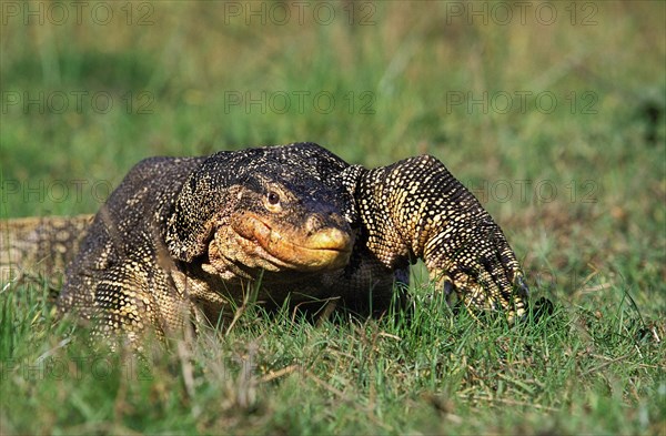 WATER MONITOR