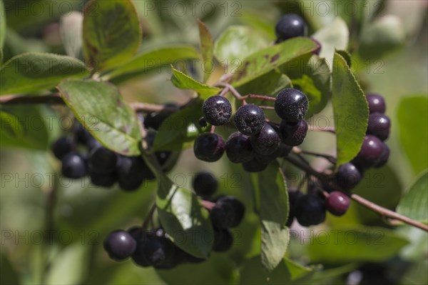 Black Chokeberry