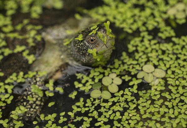 European pond turtle