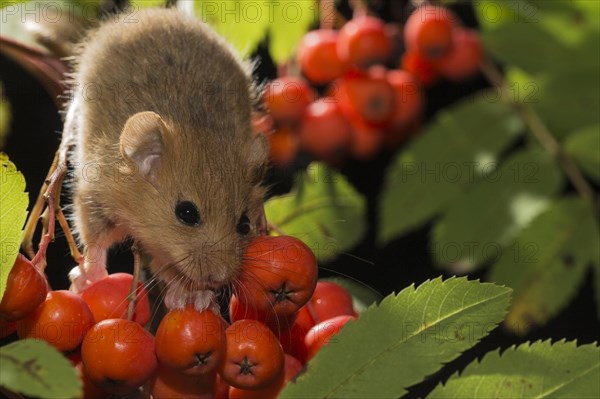 Hazel dormouse