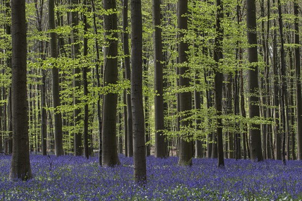 Bluebells