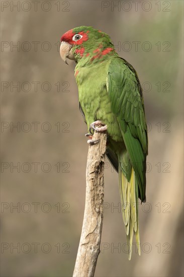 Red-fronted Conure
