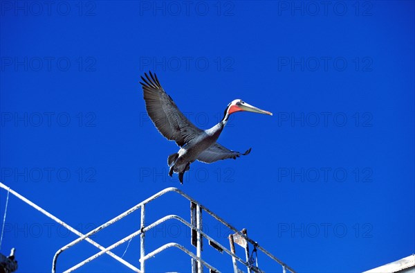 Brown Pelican