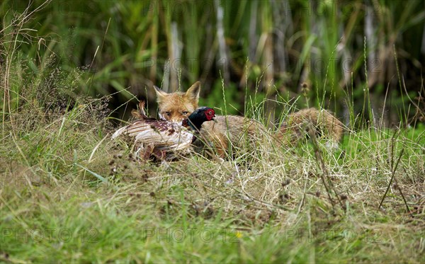 RED Fox