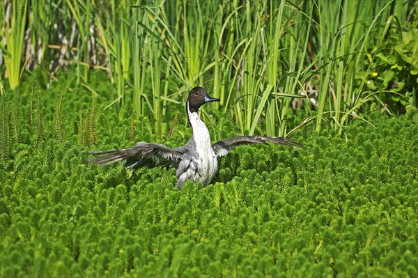 Northern Pintail