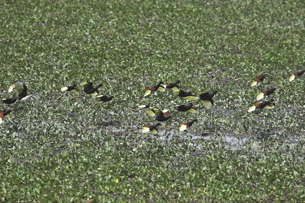 Wattled jacana