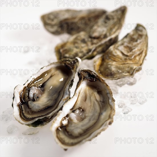 FRESH OYSTERS ostrea edulis against a white background