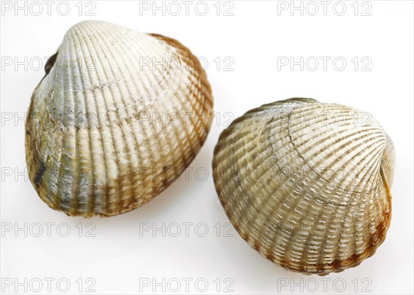 Common Cockle